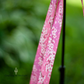Pink Sakura (Cherry Blossoms) 1" and 1.5" Webbing